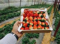 Giới thiệu vườn dâu Đà Lạt đẹp và mẹo nhỏ cho chuyến tham quan vui vẻ Giới thiệu vườn dâu Đà Lạt đẹp và mẹo nhỏ cho chuyến tham quan vui vẻ